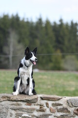 Un chien de race border collie dans la nature