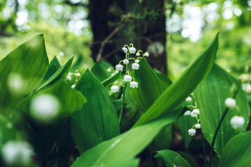 Fototapeta premium Green leaves spring background
