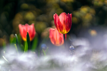 Wiosenne czerwone tulipany 