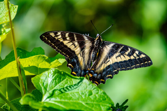 Tiger Swallowtail Butterfly Wing Spread on Oregon Coast
