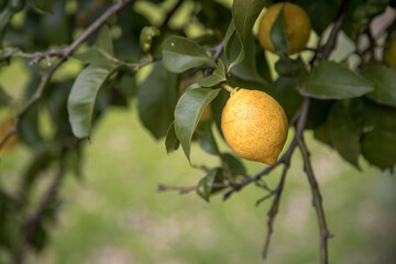 Organic lemon tree full of fresh and juicy lemons. Harvest time. Close up and selective focus.