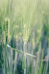 Fototapeta premium Green spring rye plant abstract background