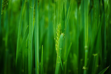 Fototapeta na wymiar Green spring rye plant abstract background