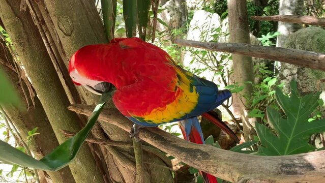 colorful parrot nibbles on a leaf