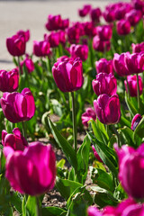 beautiful purple tulips n in the garden in the sun. beautiful spring background