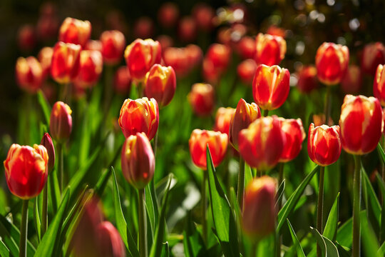 beautiful red with orange tulips in the garden in the sun. beautiful spring background