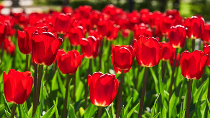 beautiful red tulips in the garden in the sun. beautiful spring background