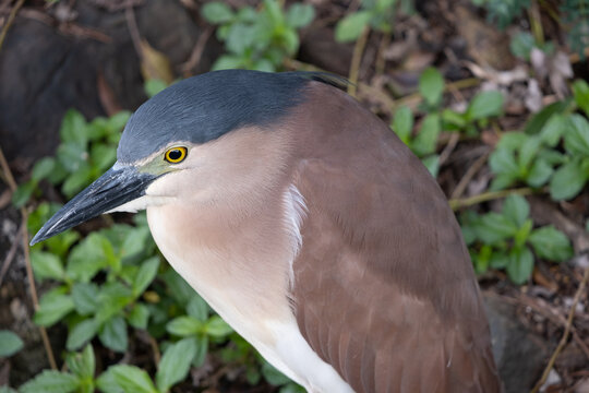 kagu bird in the forest