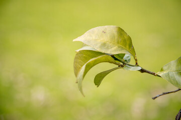 Simplicity in nature. Lemon tree leaves highlighted on the branch of the tree, with a blurred green background. Beautiful image for desktop background or outdoor. Copy space