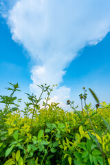 green grass and blue sky