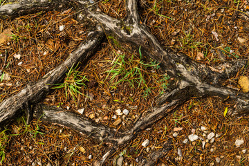 imagen detalle textura suelo lleno de hojas de pino secas con raíces que sobresalen del suelo en forma triangular