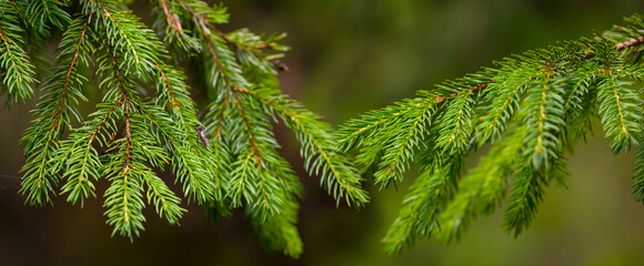 closeup small green fir tree on forest glade, natural outdoor background