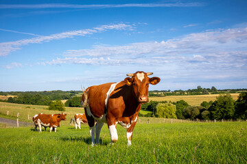 Fototapeta na wymiar Troupeau de vache laitière Rouge des Prés en pleine nature sous le soleil de printemps.
