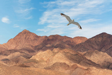 Mountain landscape with flying seagull, Egypt, Abu Galum national park.
