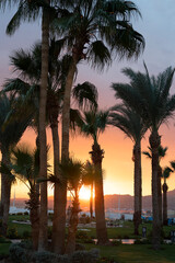 Palm trees sunset landscape view, Egypt