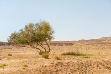 Ras Mohammed National Park desert landscape with tree, Sinai, Egypt