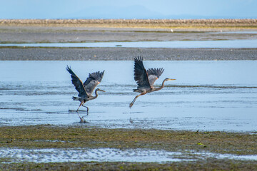 Two Grey Herons Take Flight Off Coast of Vancouver Island, BC, Canada