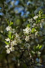 Flowers of cherry blossoms on a spring, warm and sunny day.