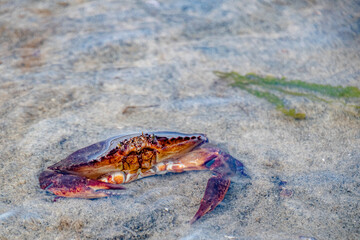 Red Crab Raising Claws in Sand Along Vancouver Island, BC, Canada