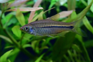Duża i piękna razbora (Rasbora paviana), ryba stosunkowo rzadko goszcząca w akwariach 