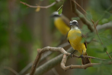 Small yellow bird, perched on a branch in the forest. Selective focus.