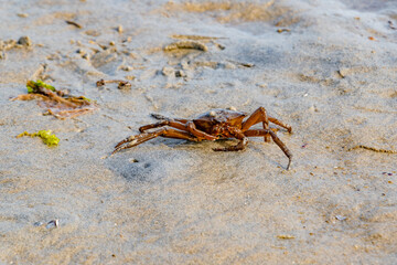 King Crab Crawling on the Shores of Vancouver Island, BC, Canada