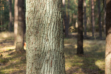 Dry tree bark texture pattern in gray and green colors. Close up view of old oak tree trunk in forest with copy space.