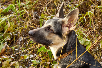 Dog German Shepherd on nature landscape in an autumn or summer day