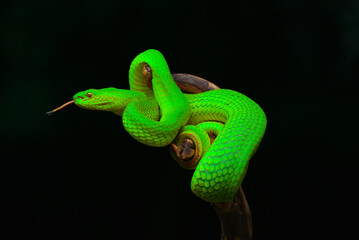 Green snake