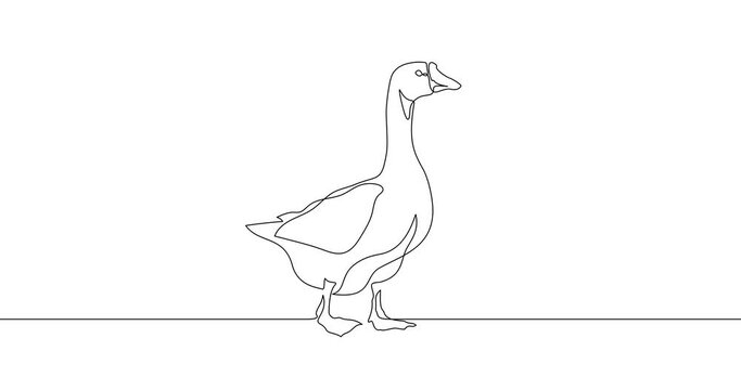 Animation of an image drawn with a continuous line. Goose.