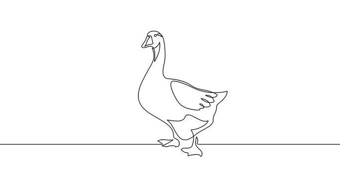 Animation of an image drawn with a continuous line. Goose.