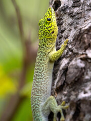 Felsuma Standingova, Phelsuma standingi, Standings day gecko sits on the cracked bark of a tree. Zombitse-Vohibasia National Park Madagsakr wild life. - 575044423