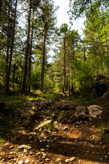 imagen de un camino de piedras y tierra en medio de un bosque verde de árboles altos con el cielo azul 