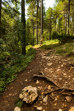 imagen de un camino de tierra y piedras en medio de un paisaje de bosque verde de pinos altos y hierba 