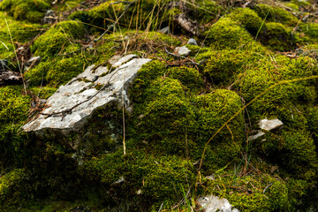 imagen detalle musgo verde con una roca gris al lado 