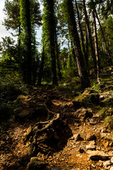 imagen de un bosque con árboles altos y las raíces visibles por encima del suelo 