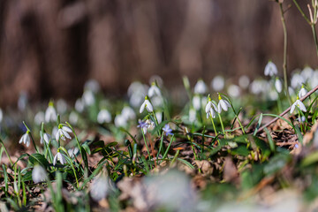 Snowdrops flower in spring forest