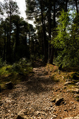 imagen de un paisaje de montaña, árboles, con el cielo azul y alguna nube 