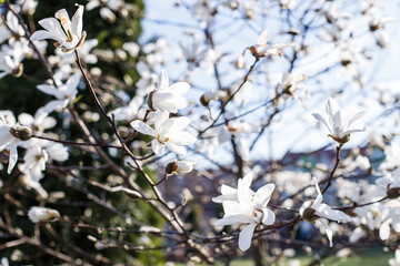 White magnolia flowers. Magnificent magnolia bloom. Magical flowers