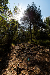 imagen de un paisaje de montaña, árboles, con el cielo azul y alguna nube 