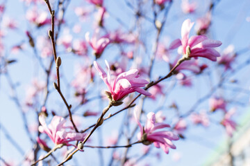 Pink magnolia flowers. Magnificent magnolia bloom. Magical flowers