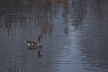 Wild Goose in the swamps and fog of the Werra River