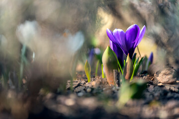 Wiosenne krokusy ukryte pośród innych roślin. - obrazy, fototapety, plakaty