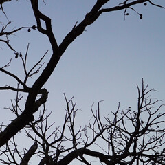 tree branches against blue sky