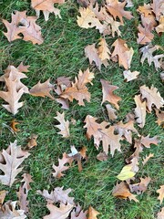 Hojas de roble dispersas  sobre un césped verde