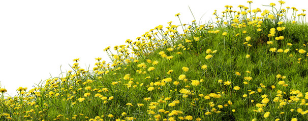 Grass meadow with dandelions, 3d render. Grass field with flowers isolated on a white background....