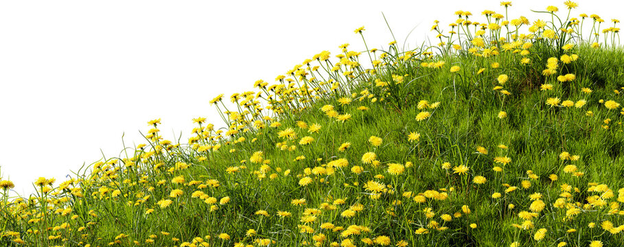 Grass meadow with dandelions, 3d render. Grass field with flowers isolated on a white background. Transparent background, PNG file