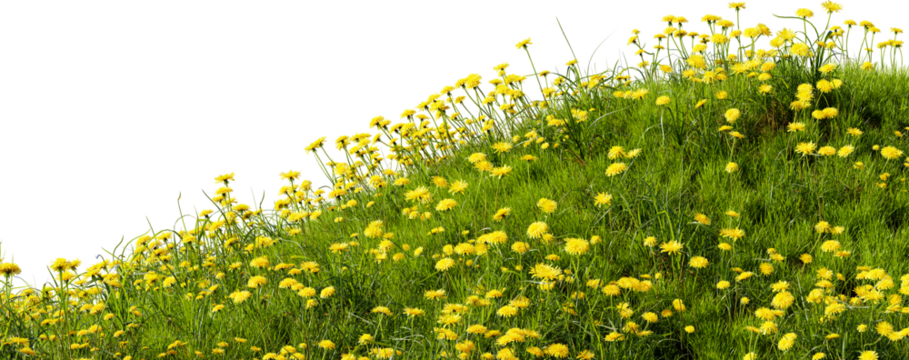 Grass meadow with dandelions, 3d render. Grass field with flowers isolated on a white background. Transparent background, PNG file