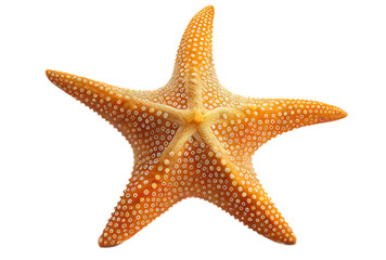 starfish isolated on white, generative ai