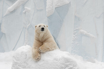 Funny polar bear. Polar bear sitting in a funny pose. white bear. © fizke7